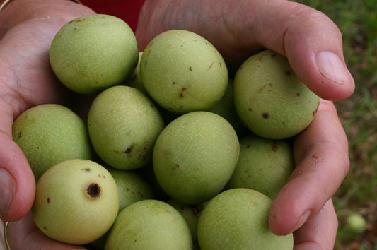 What Does USDA & EU Organic Certification Mean?